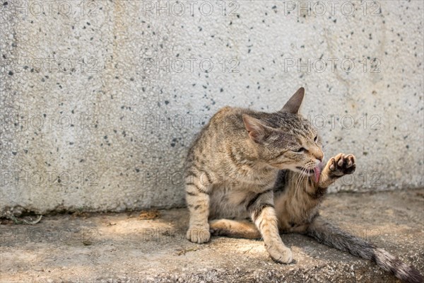 Stray cat in the street