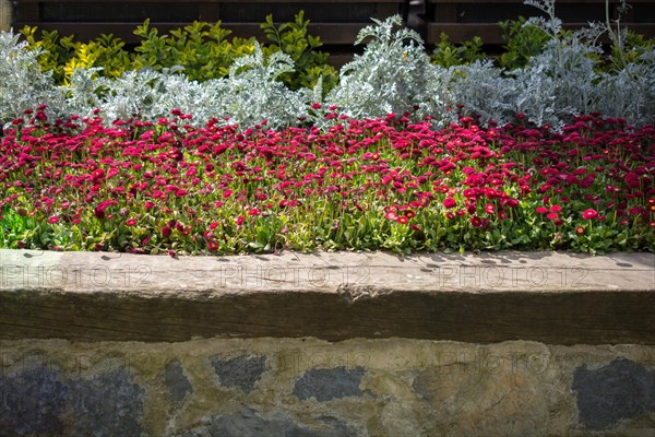 Blooming beautiful colorful natural flowers in view