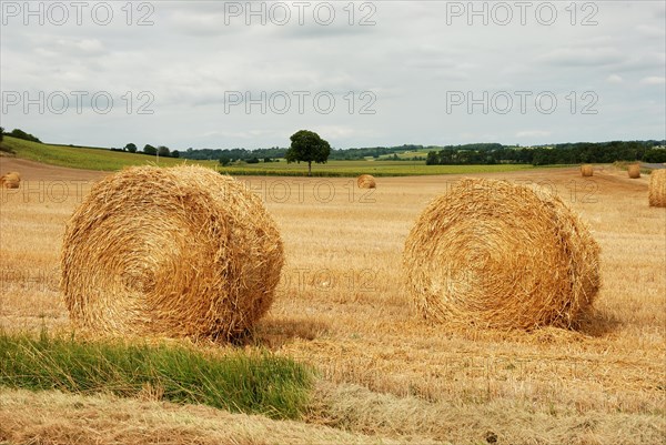 Round straw bales in harvested fields