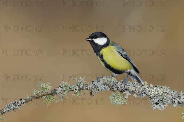 Great tit