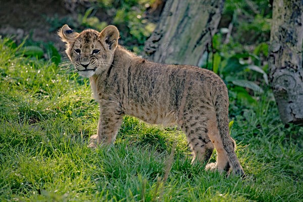 Young lion