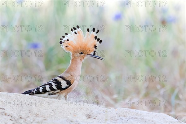 Hoopoe