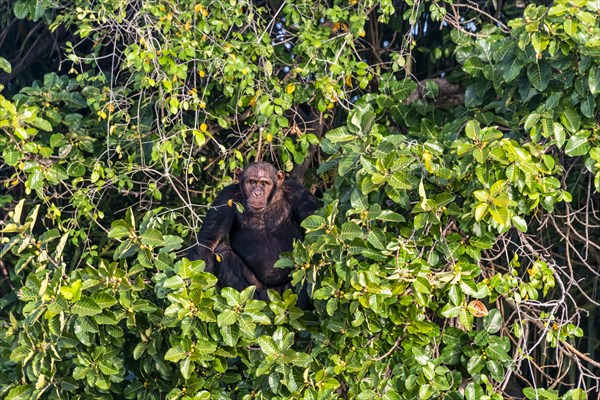 Chimpanzee