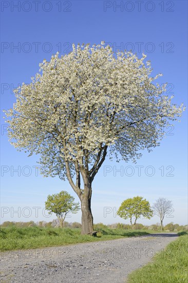 Deciduous trees by a green grain field