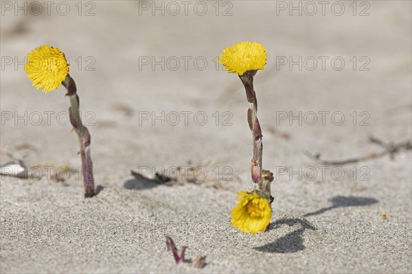 Coltsfoot