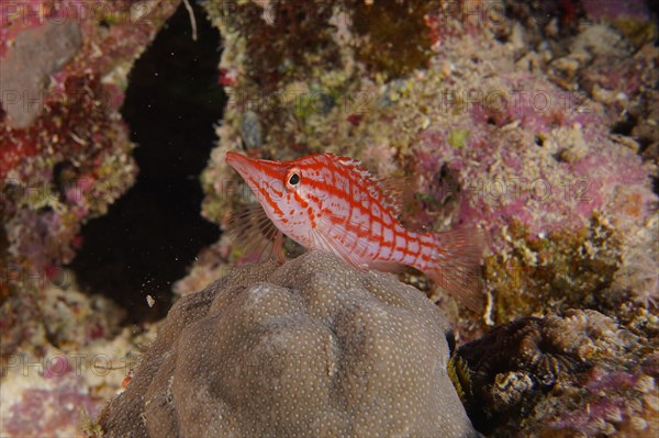 Longnose hawkfish