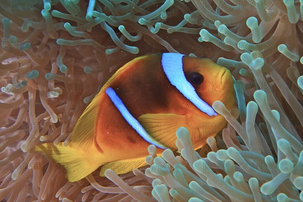 Red sea clownfish