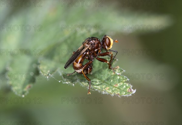 Common broad-headed blowfly