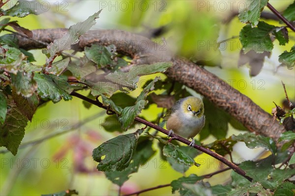 Silvereye