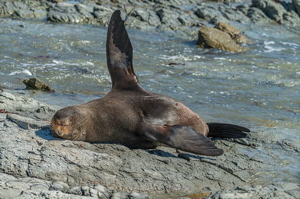 New Zealand fur seal