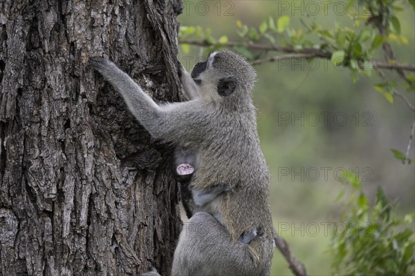 Vervet monkey