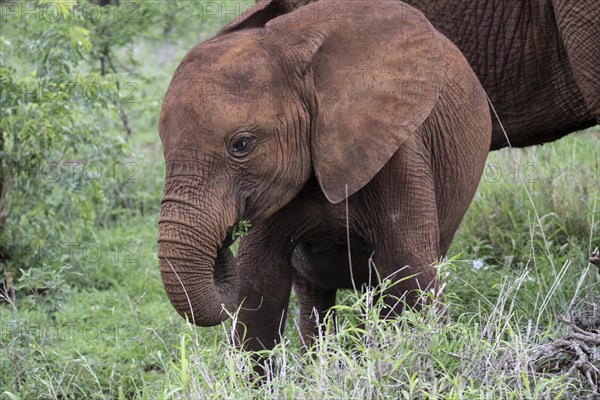 African elephant