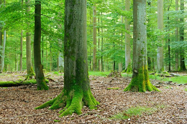 Old near-natural beech forest