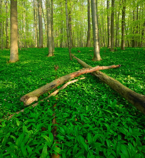 Sunny untouched natural beech forest in spring