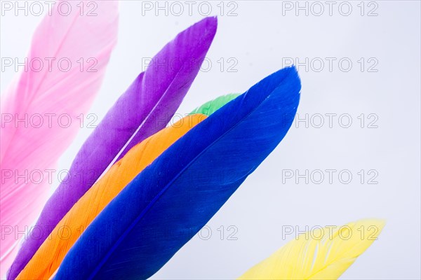 Collection of colored decorative feathers placed on white background