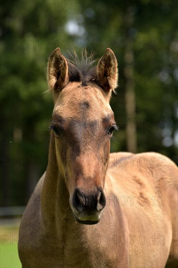 Foal of the Western horse breed American Quarter Horse in the pasture