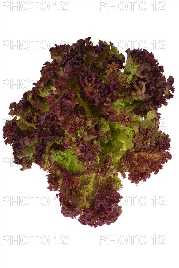 Oak leaf lettuce