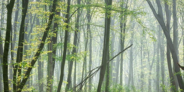 Natural beech forest in early spring