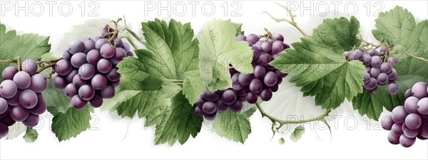 Seamless tileable watercolor row of fresh grapes on the vine on a white background