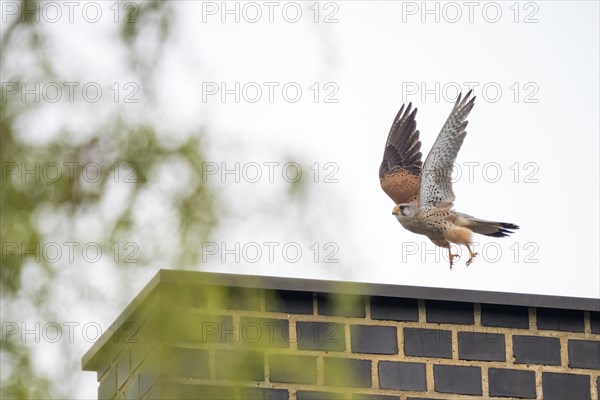 Common kestrel