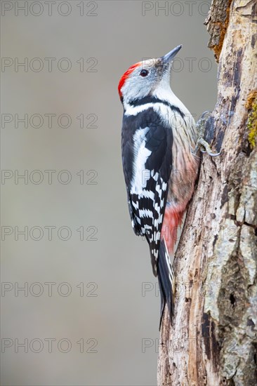 Middle Spotted Woodpecker