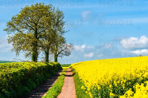 Rapeseed fields and farms