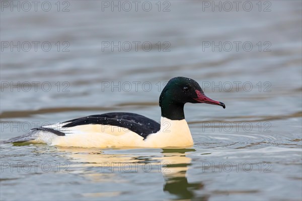 Common merganser