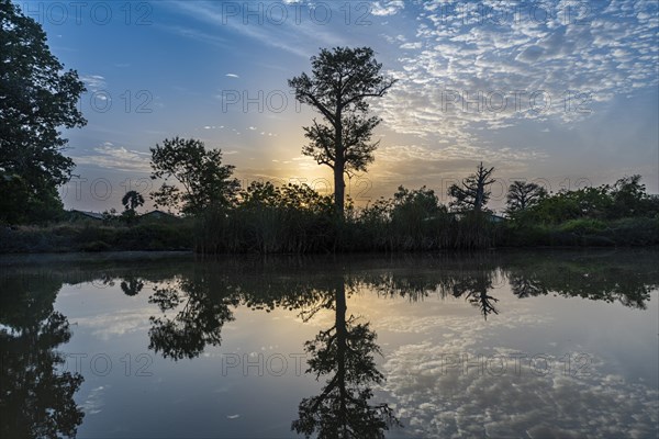 Morning light at the River Gambia National Park