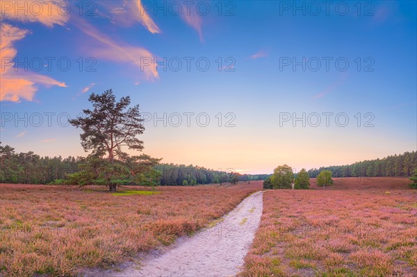 Evening atmosphere of a heath in the southern heath near Hermannsburg