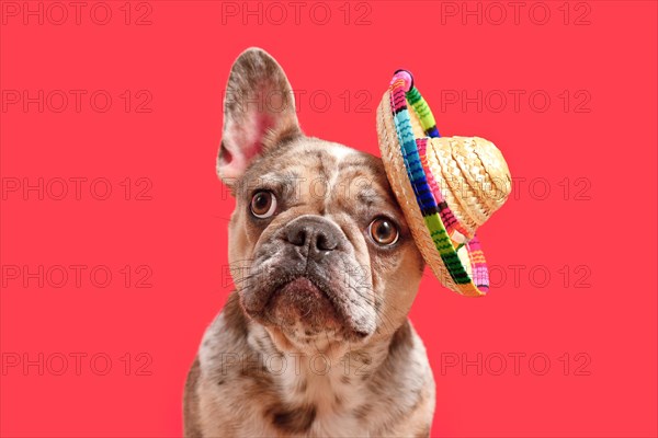 Funny merle French Bulldog dog with summer straw sombrero hat on pink background