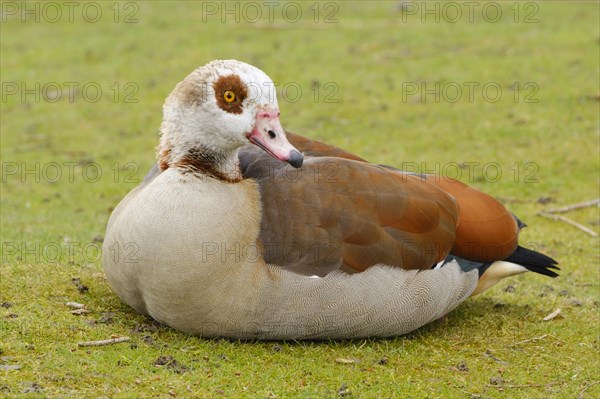 Egyptian Goose