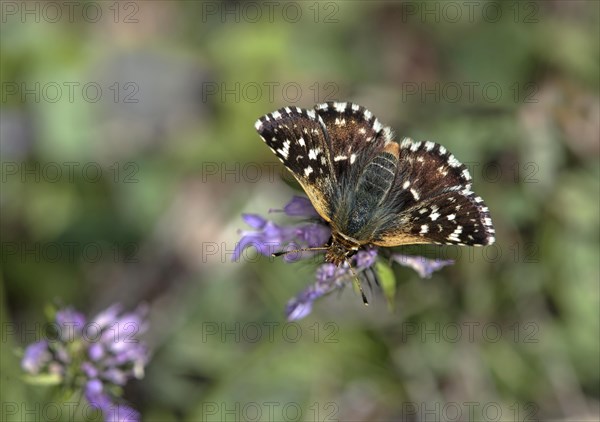 Red-underwing skipper