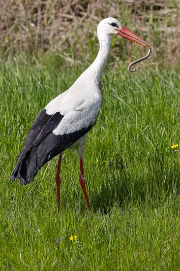 White stork