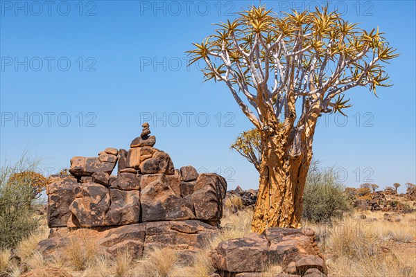 Quiver tree