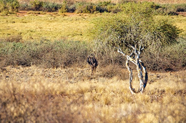 Blue wildebeest