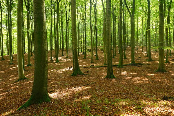 Sunny hall-like semi-natural beech forest