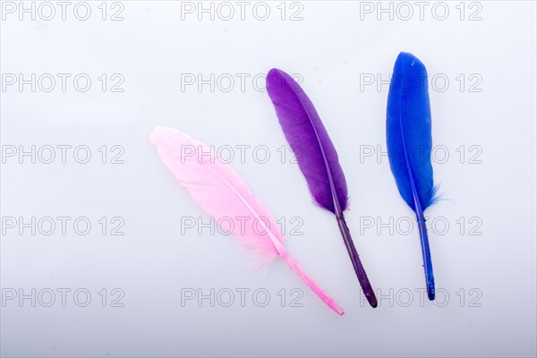 Collection of colored decorative feathers placed on white background