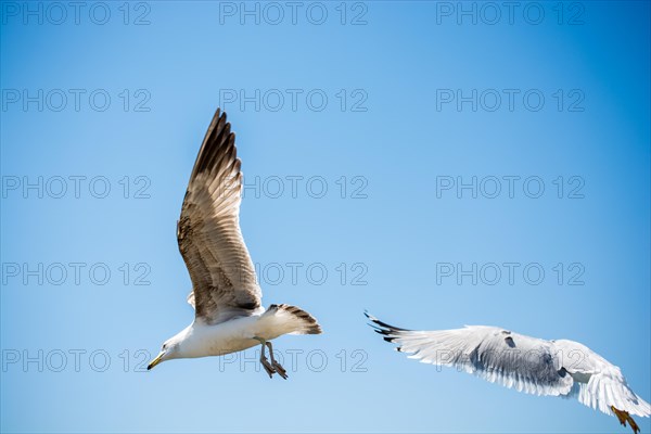 Two seagulls flying in a sky as a background