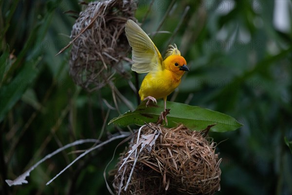 Yellow weaver bird