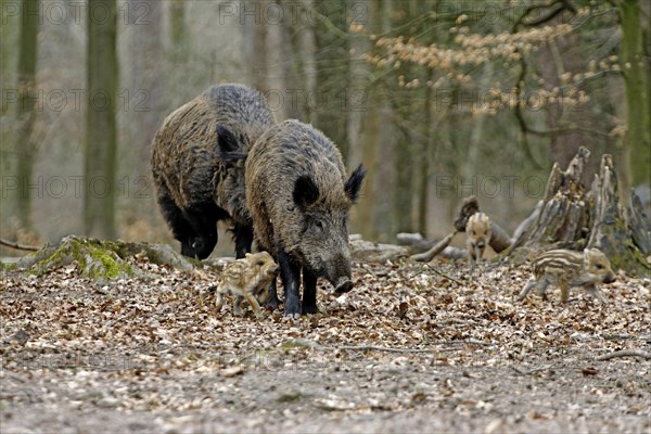 Wild boar