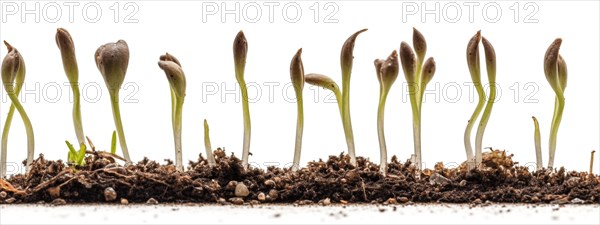 Seamless tileable cross section row of budding sprouts of new growth out of soil on a white background