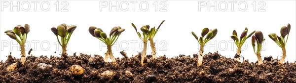 Seamless tileable cross section row of budding sprouts of new growth out of soil on a white background