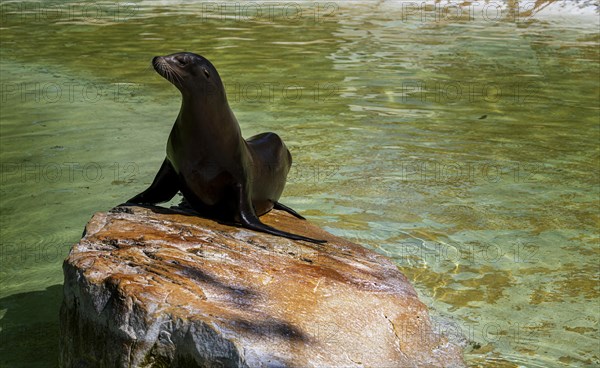 California sea lion