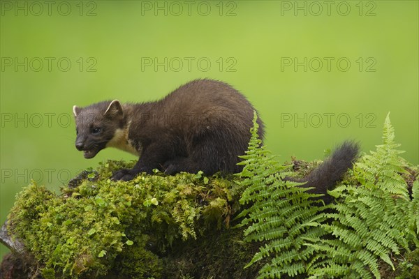 Pine marten