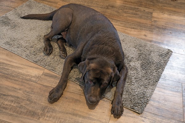 Old Labrador lying on a piece of carpet