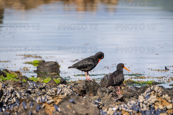 Variable oystercatcher