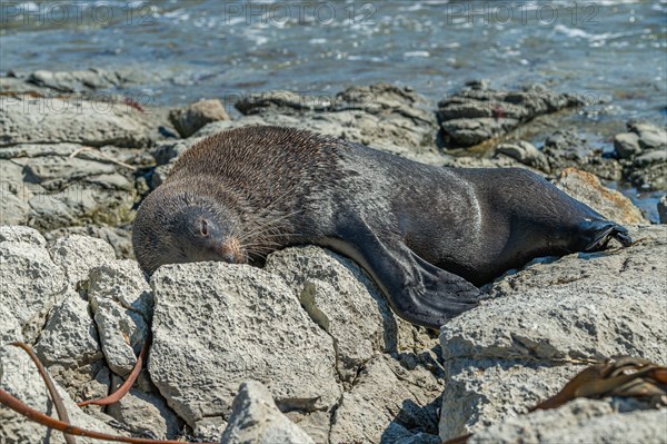 New Zealand fur seal