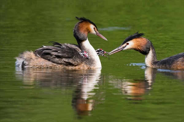 Great Crested Grebe