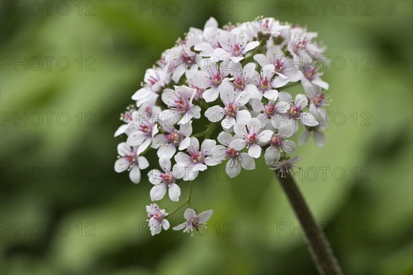 Indian rhubarb