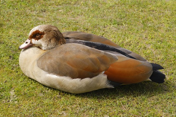 Egyptian Goose